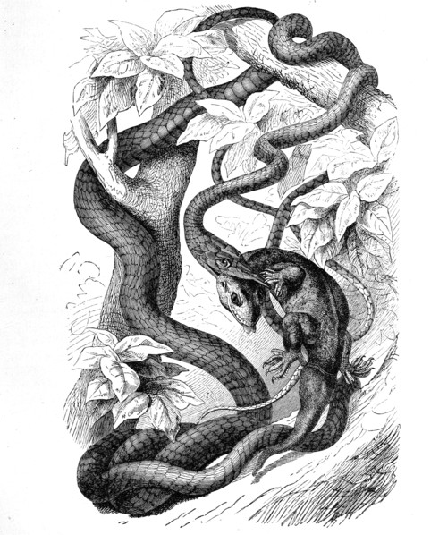 Reptiles
