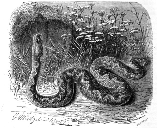 Reptiles