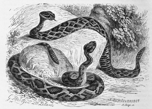 Reptiles
