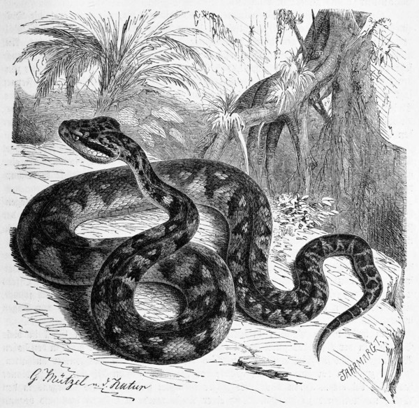 Reptiles