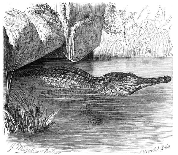 Reptiles