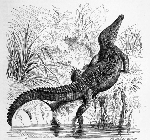 Reptiles