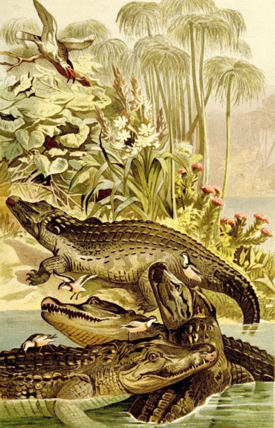Reptiles