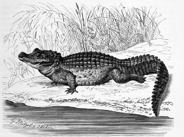 Reptiles