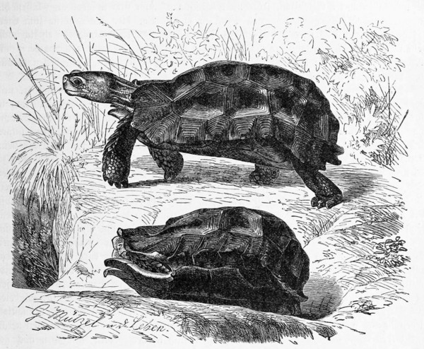 Reptiles