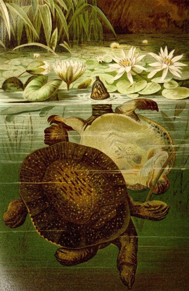 Reptiles