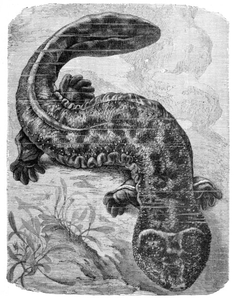 Reptiles