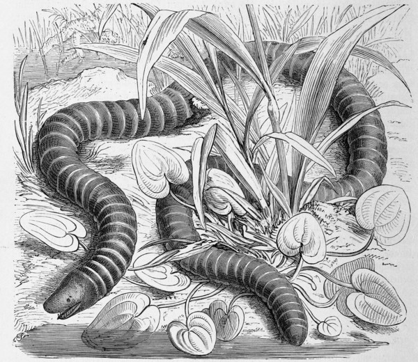Reptiles