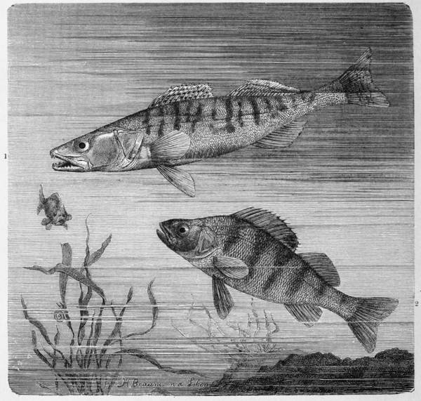 Fish