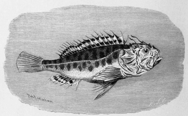 Fish