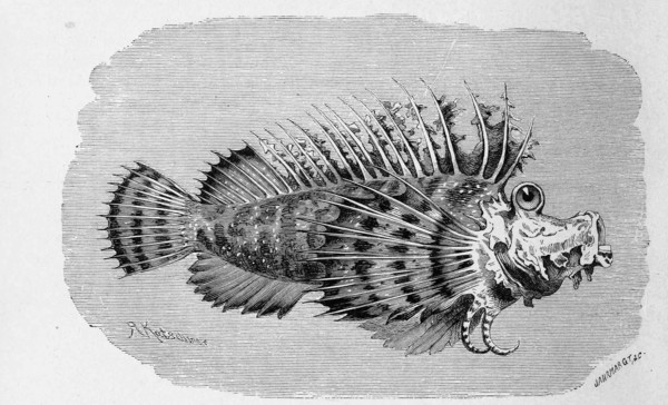 Fish