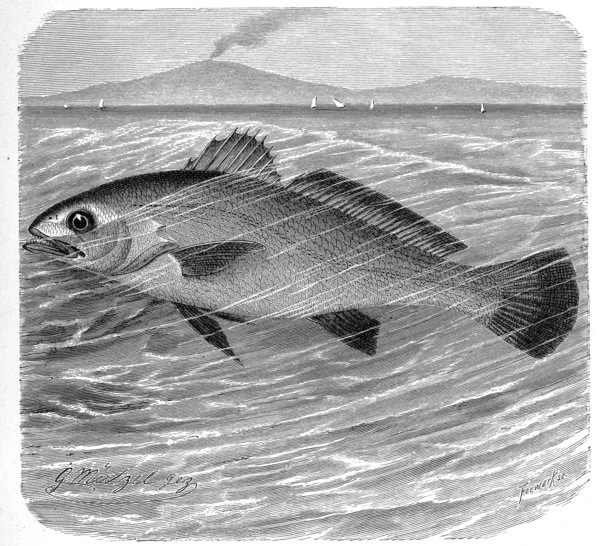 Fish