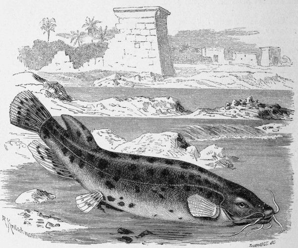 Fish