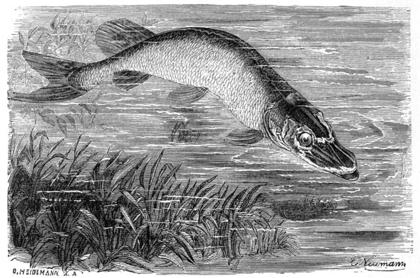 Fish