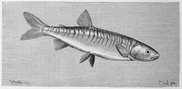 Fish