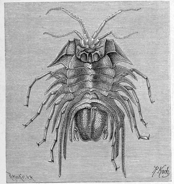Serolis Bromleyana