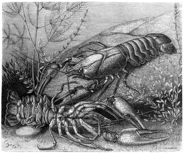 Common Crayfish