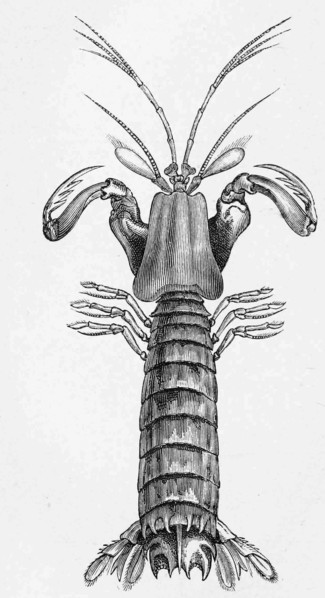 Common Mantis Shrimp