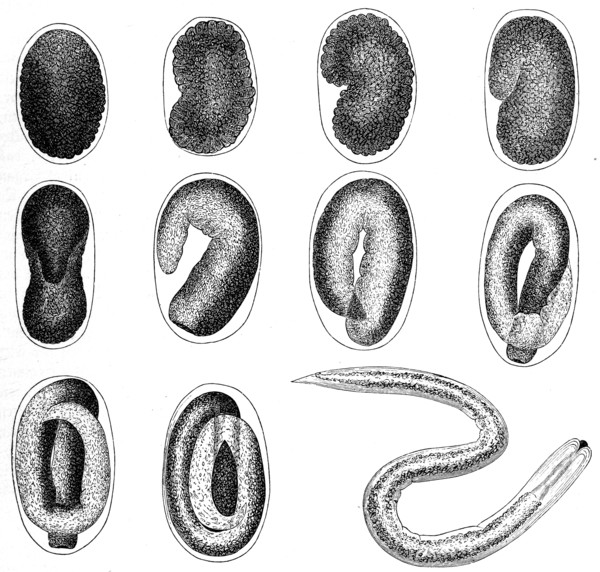 Evolution Of A Nematoxys