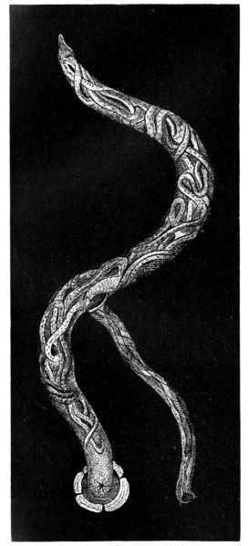 Tracheal Worm