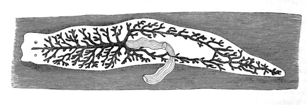 Outline Of A Dendrocoele