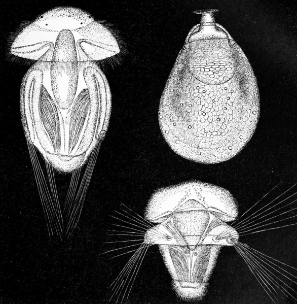 Developmental Stages Of Argiope