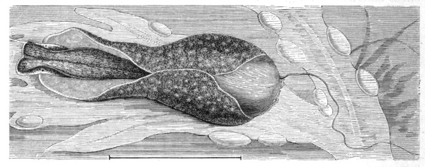 Common Spherical Snail