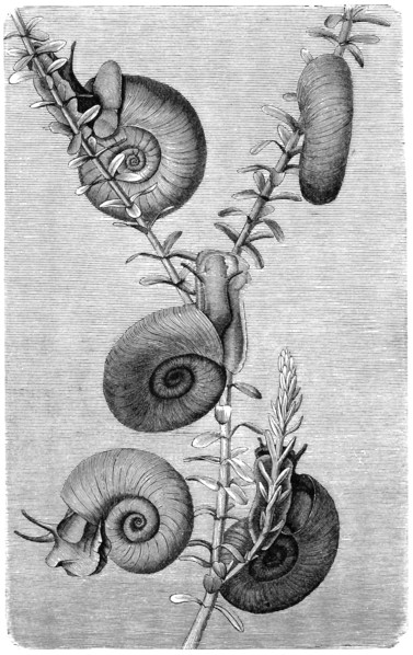 Ramshorn Snail