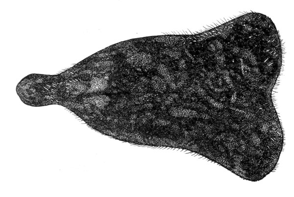 Portalesia Ceratopyga