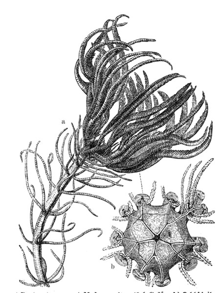 Pentacrinus Caput Medusae