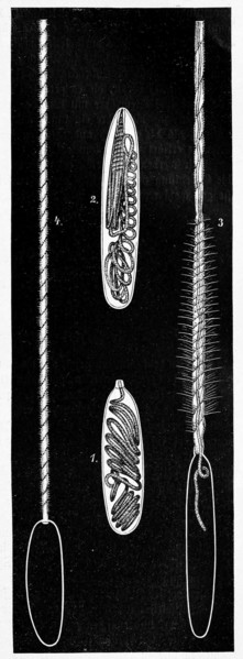 Nettle Capsules With Invaginated Thread