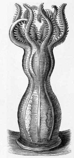 Monoxenia Darwinii