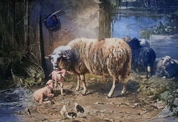 View Of The Animal Stable With Sheep And Chickens