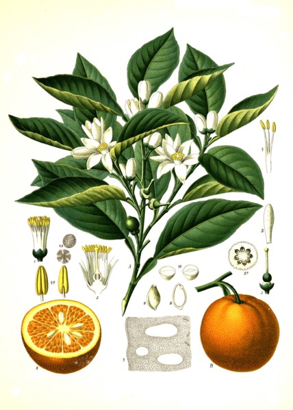 Medicinal Plant