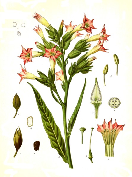 Medicinal Plant