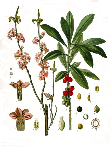 Medicinal Plant