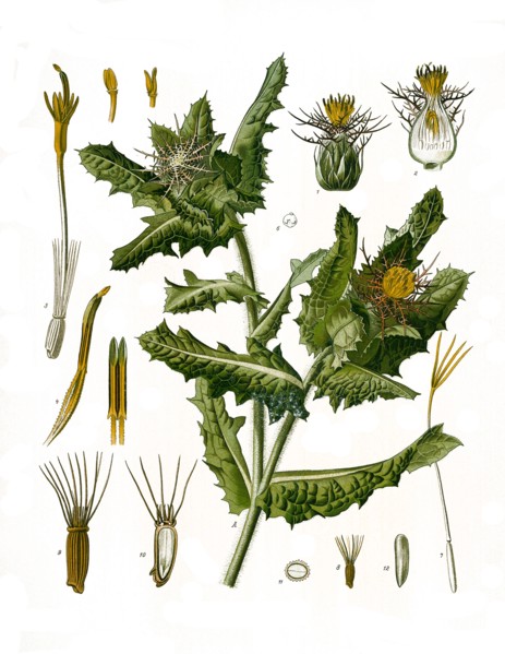 Medicinal Plant