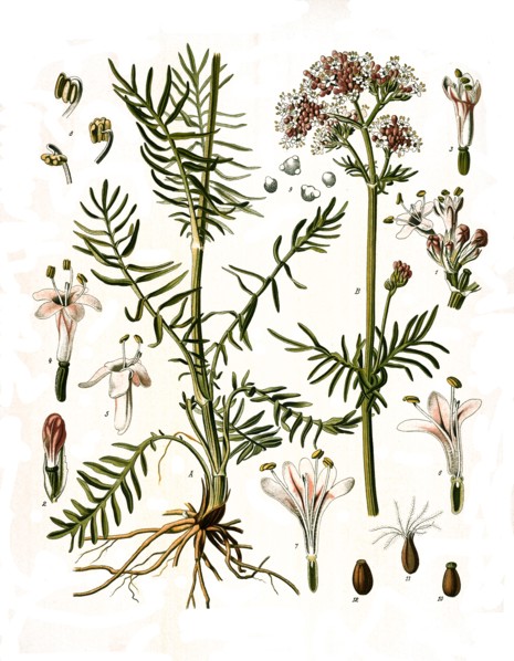 Medicinal Plant