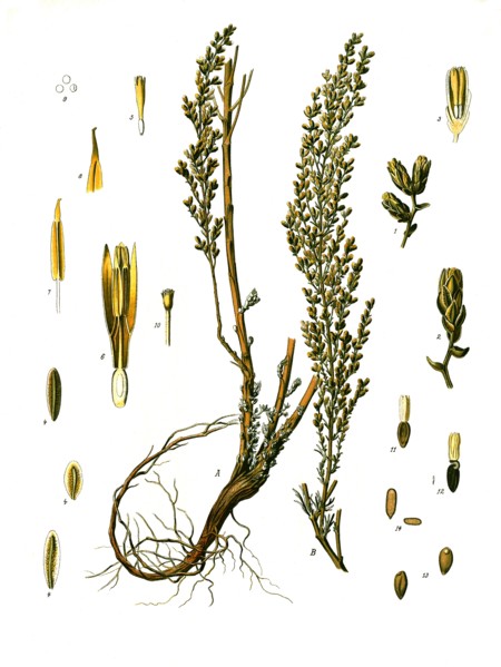 Medicinal Plant