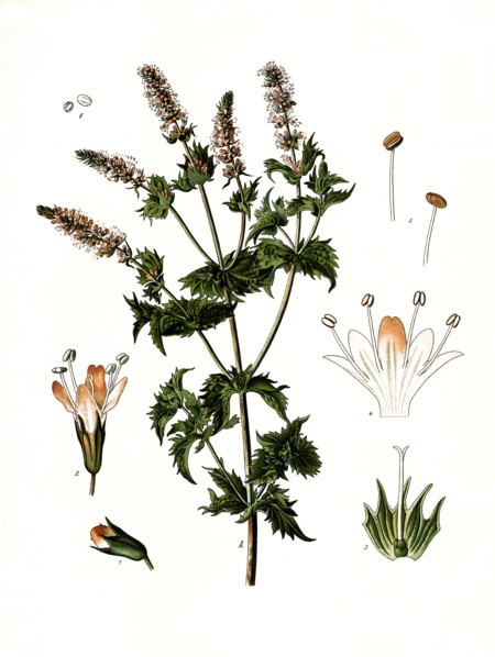 Medicinal Plant