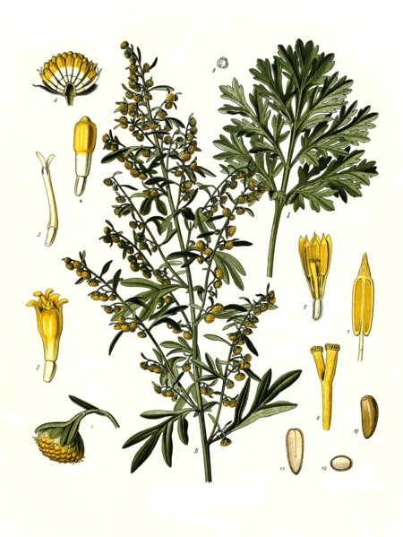 Medicinal Plant