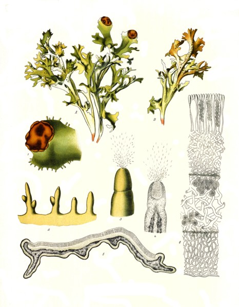 Medicinal Plant