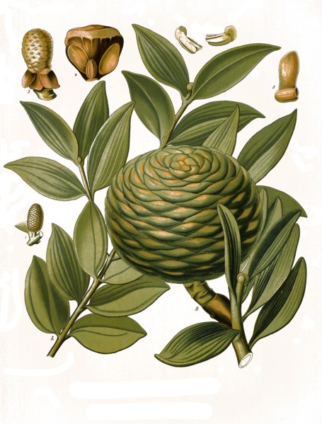 Medicinal Plant