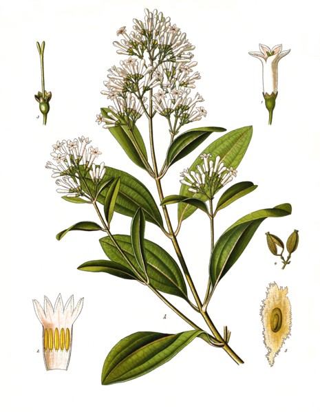 Medicinal Plant