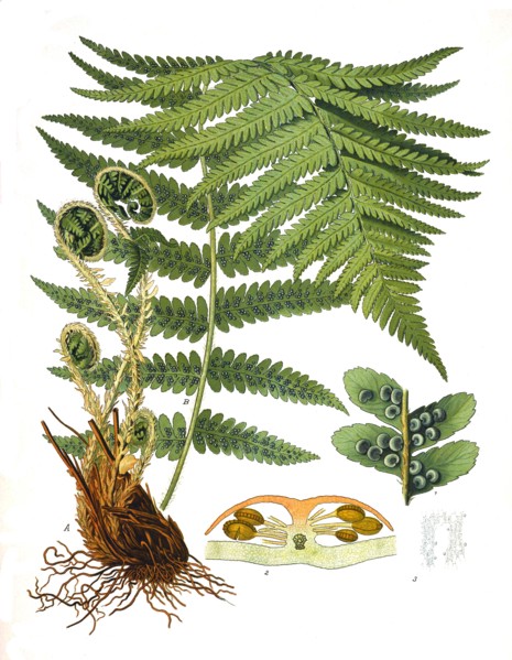 Medicinal Plant