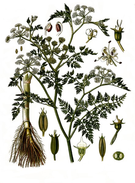 Medicinal Plant