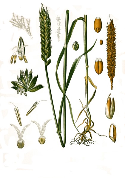 Medicinal Plant
