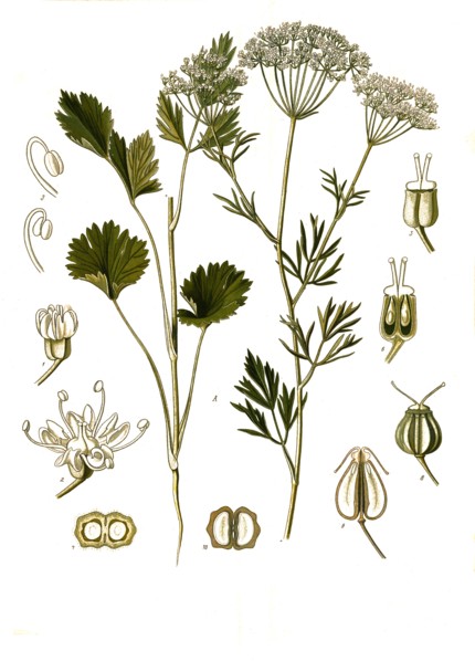 Medicinal Plant