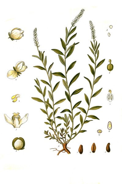 Medicinal Plant