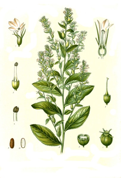 Medicinal Plant